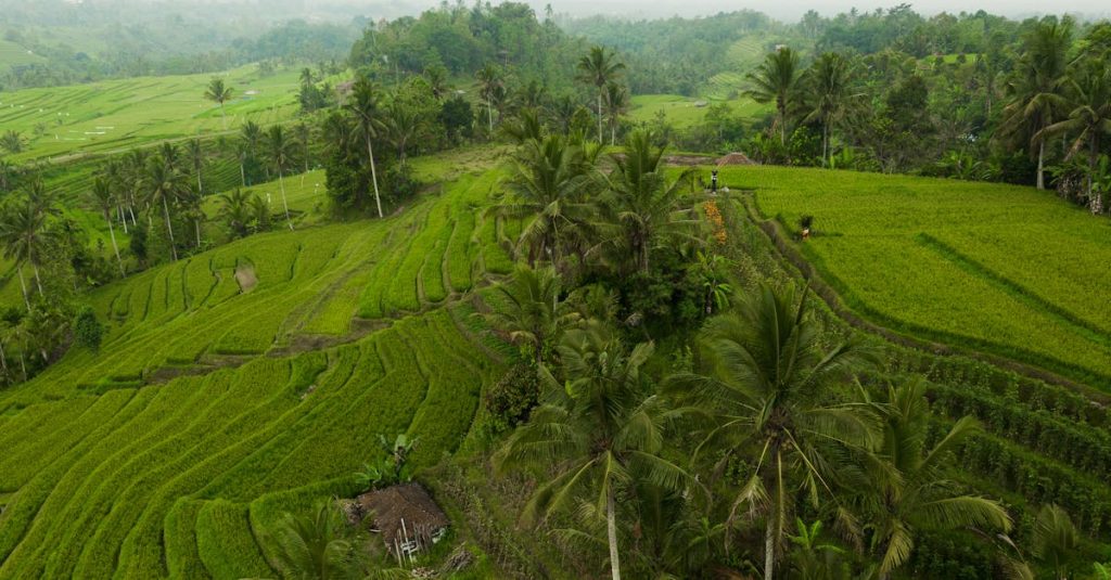 découvrez les magnifiques rizières en terrasses de jatiluwih, un site classé au patrimoine mondial de l'unesco à bali, célèbre pour ses paysages verdoyants et sa culture agricole traditionnelle.