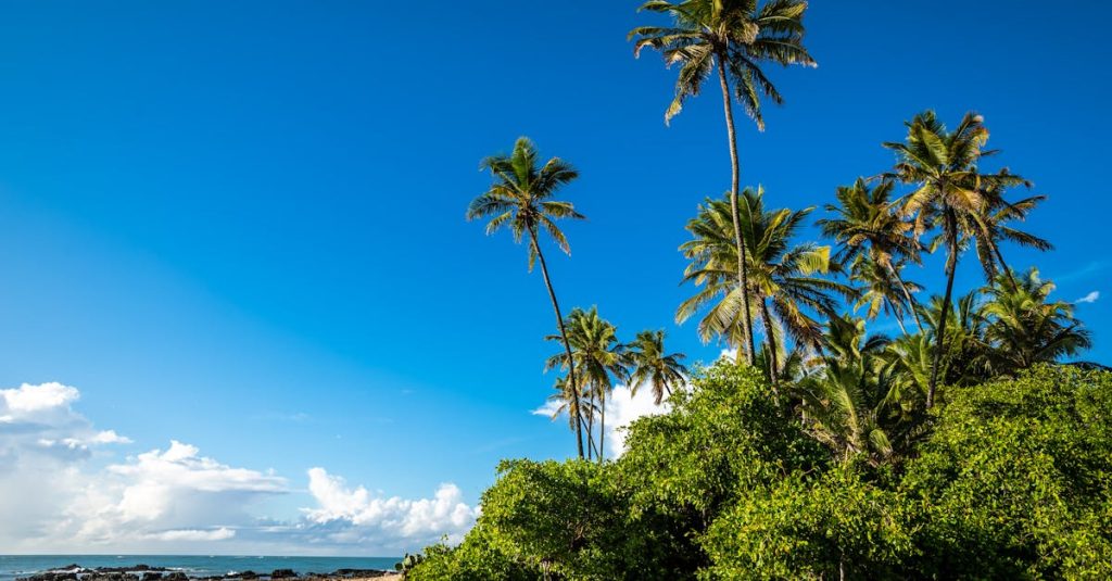 découvrez les merveilles du brésil : plages paradisiaques, culture vibrante, forêts tropicales et villes dynamiques pour un voyage inoubliable.