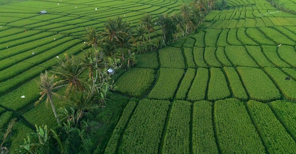 découvrez les magnifiques rizières en terrasses de jatiluwih, un site classé au patrimoine mondial de l'unesco, offrant des paysages verdoyants et une culture agricole traditionnelle à bali.
