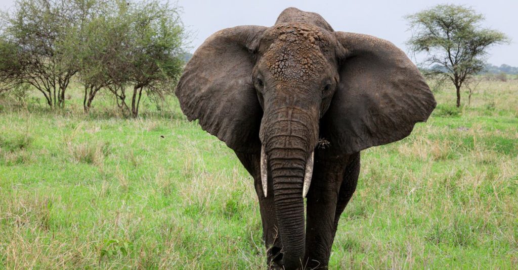 découvrez la tanzanie, un pays d'afrique de l'est renommé pour ses paysages spectaculaires, sa faune incroyable et ses parcs nationaux emblématiques comme le serengeti et le kilimandjaro.