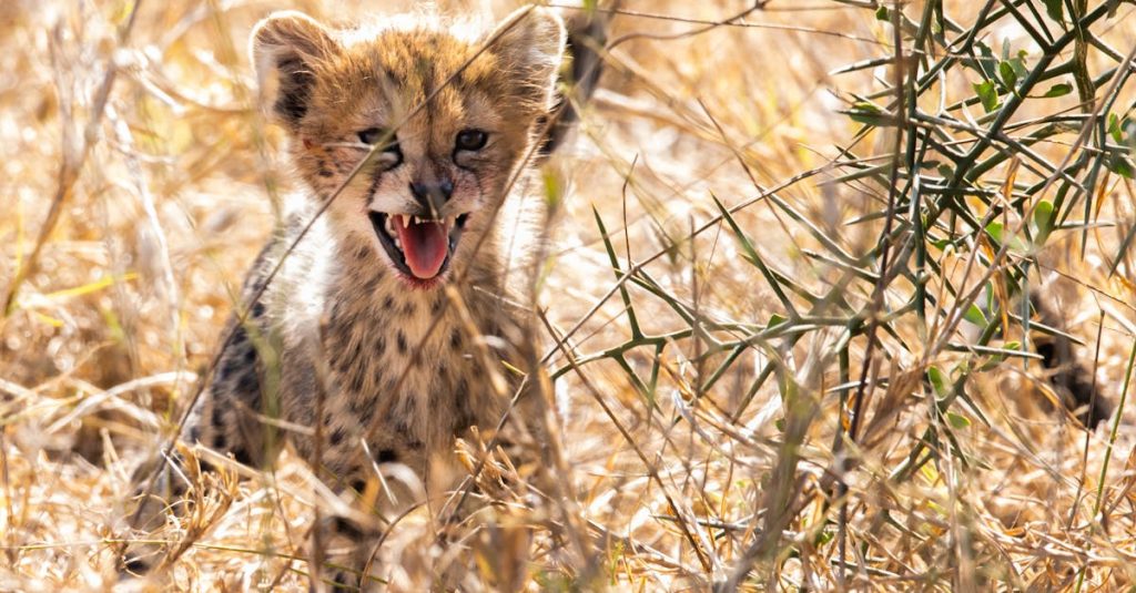 découvrez le parc national de tsavo ouest, une réserve naturelle emblématique du kenya, célèbre pour ses vastes paysages sauvages, sa faune diversifiée et ses magnifiques formations géologiques.