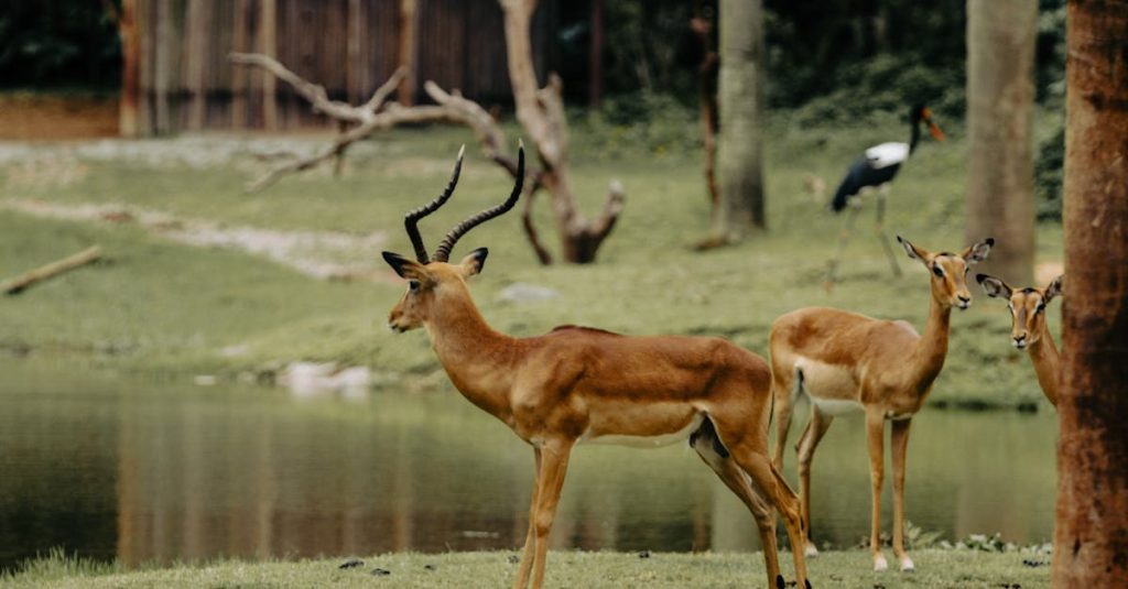 découvrez la beauté de la faune sauvage et explorez la richesse de la biodiversité à travers des photos, des articles et des conseils pour observer la nature.