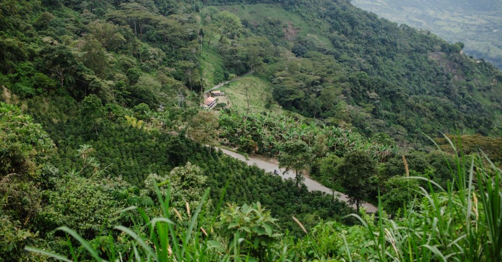 découvrez le triangle du café en colombie, une région emblématique réputée pour ses plantations de café de haute qualité, ses paysages magnifiques et ses traditions culturelles uniques.