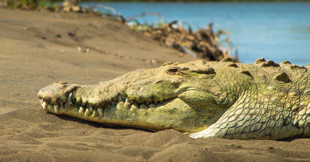découvrez le pont des crocodiles de tárcoles, un site emblématique du costa rica où vous pouvez observer de près ces fascinants reptiles dans leur habitat naturel.