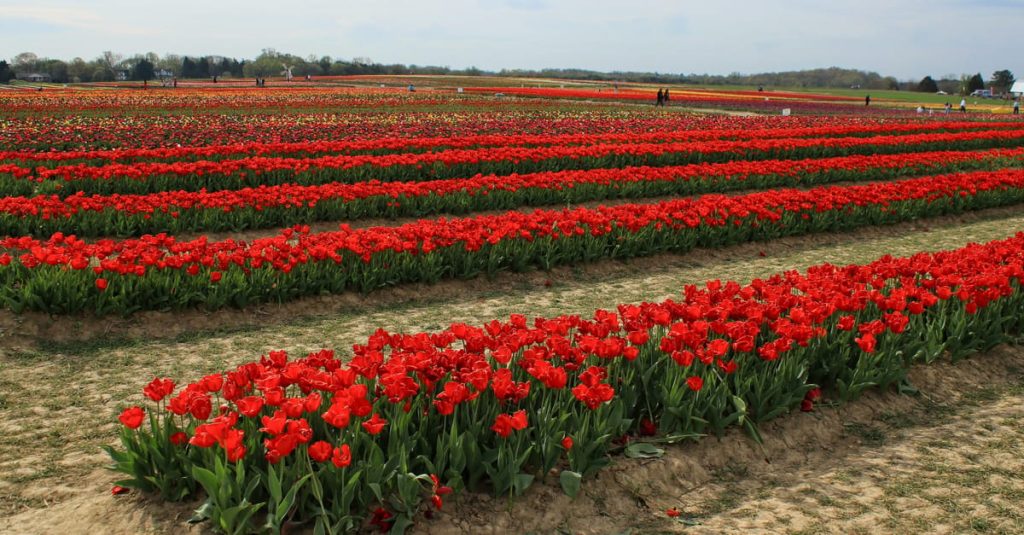 découvrez l'émerveillement coloré des champs de tulipes, un spectacle printanier incontournable où la nature peint des paysages vibrants de beauté.
