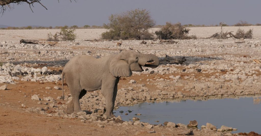 découvrez l'aventure inoubliable d'un safari à etosha, parc national namibien réputé pour sa faune exceptionnelle et ses paysages uniques.