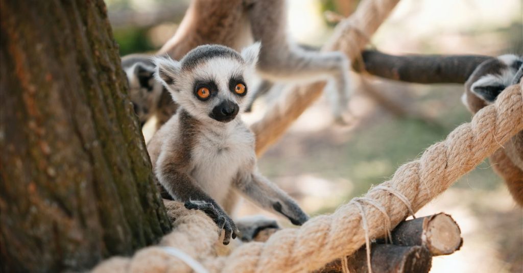 Découvrir le voyage solidaire à madagascar : une expérience authentique et responsable 3 découvrez le voyage solidaire à madagascar : une expérience unique pour explorer l'île tout en soutenant les communautés locales et protégeant l'environnement.