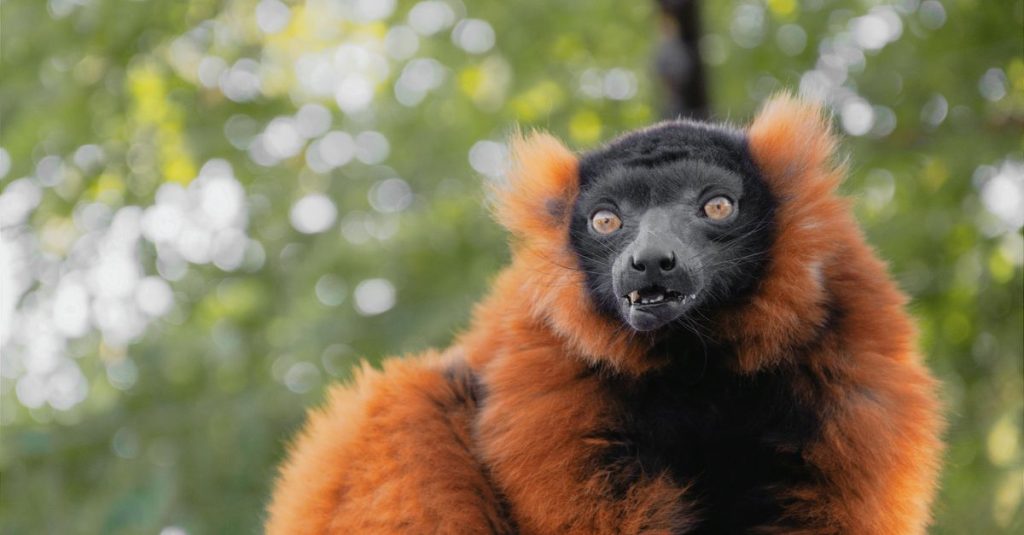 découvrez un itinéraire complet pour explorer madagascar, de ses plages paradisiaques à sa faune unique, en passant par ses paysages spectaculaires et sa culture riche.