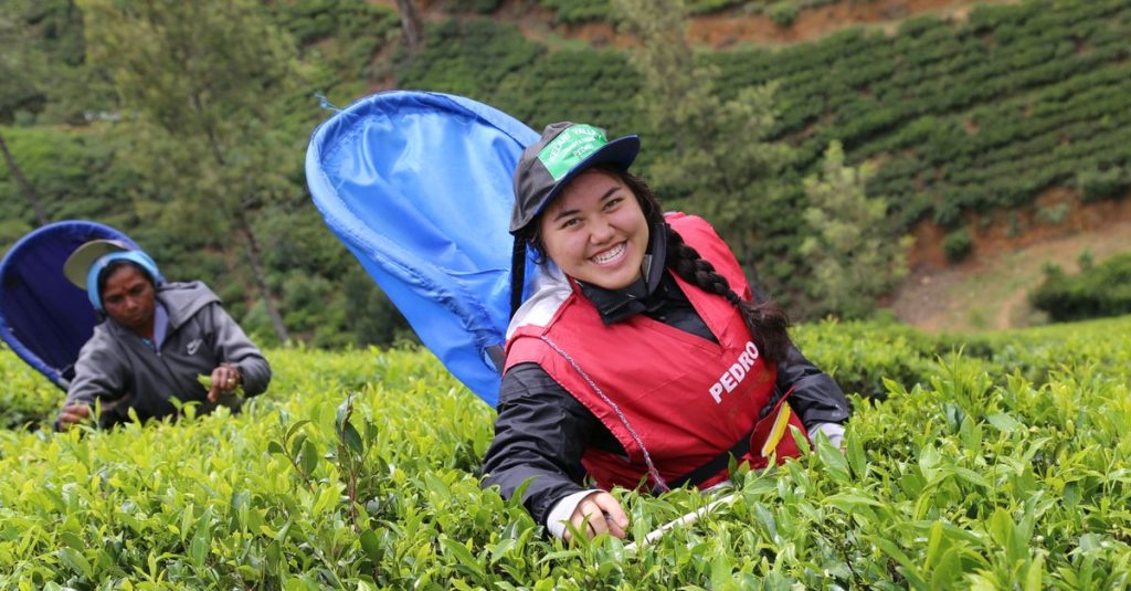 découvrez nuwara eliya, la charmante ville montagneuse du sri lanka, célèbre pour ses paysages pittoresques, ses plantations de thé luxuriantes et son climat frais et agréable.