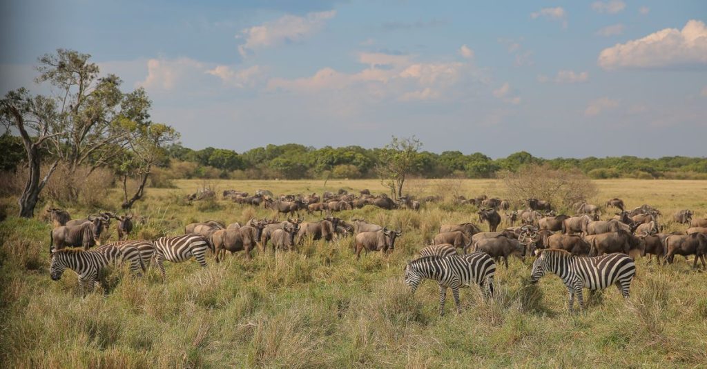 découvrez la faune sauvage spectaculaire du serengeti, un écosystème unique abritant une biodiversité remarquable et des paysages à couper le souffle.
