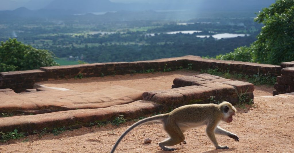 À la découverte de sigiriya le rocher du lion au sri lanka et ses merveilles 6 découvrez sigiriya, l'ancienne forteresse rocheuse du sri lanka, célèbre pour ses fresques historiques, ses jardins magnifiques et ses vues panoramiques impressionnantes.