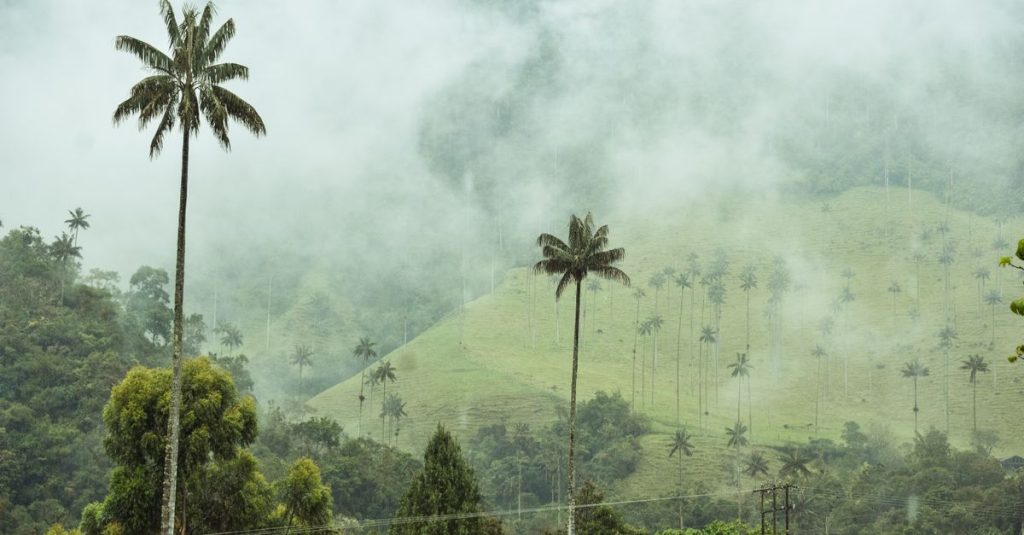 Découvrir la vallée de cocora en colombie : un paradis naturel à explorer 2 découvrez la vallée de cocora, un site naturel emblématique en colombie célèbre pour ses palmiers de cire majestueux et ses paysages à couper le souffle, idéal pour les randonnées et les amateurs de nature.