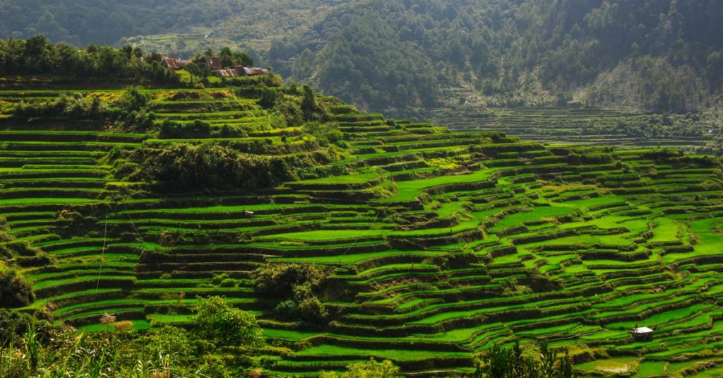 découvrez la beauté spectaculaire des rizières en terrasses, témoins d'une agriculture traditionnelle et d'un paysage naturel exceptionnel.