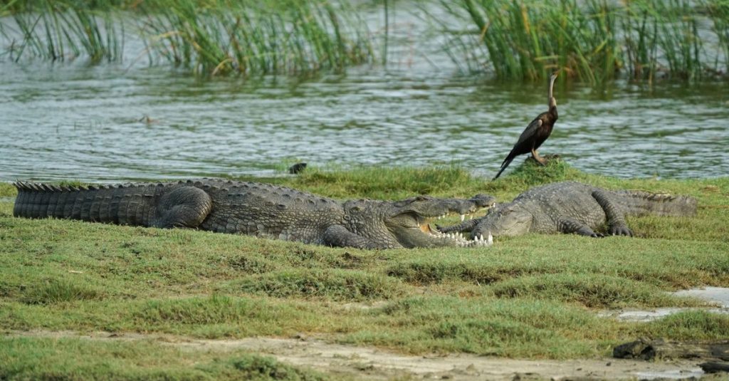 découvrez le parc national de yala, un paradis pour les amateurs de safari et de nature, offrant une biodiversité exceptionnelle et des paysages spectaculaires au sri lanka.
