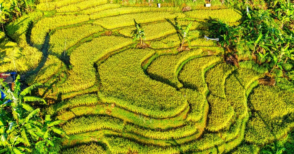 Découvrir la beauté et la diversité des rizières de bali 8 découvrez les magnifiques rizières en terrasses de bali, un paysage emblématique alliant tradition agricole et beauté naturelle, idéal pour les amoureux de la nature et de la culture.