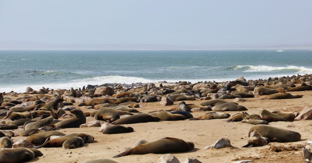 Découvrir cape cross en namibie : un site incontournable pour observer la faune marine 1 découvrez cape cross, un site naturel emblématique célèbre pour sa colonie impressionnante d'otaries et ses paysages côtiers époustouflants en namibie.