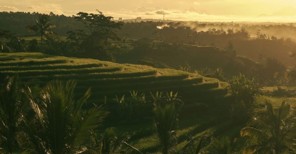 découvrez les magnifiques rizières en terrasses de jatiluwih, un site naturel classé au patrimoine mondial de l'unesco, offrant des paysages époustouflants et une immersion dans la culture balinaise traditionnelle.