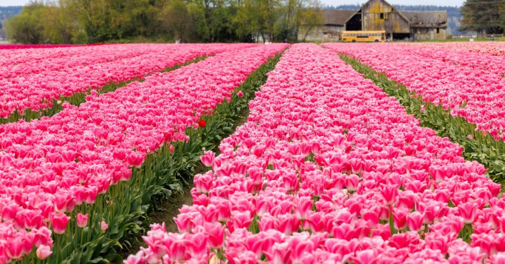 Découvrir les plus beaux champs de tulipes en hollande 2 découvrez les magnifiques champs de tulipes colorées, un spectacle naturel incontournable au printemps.
