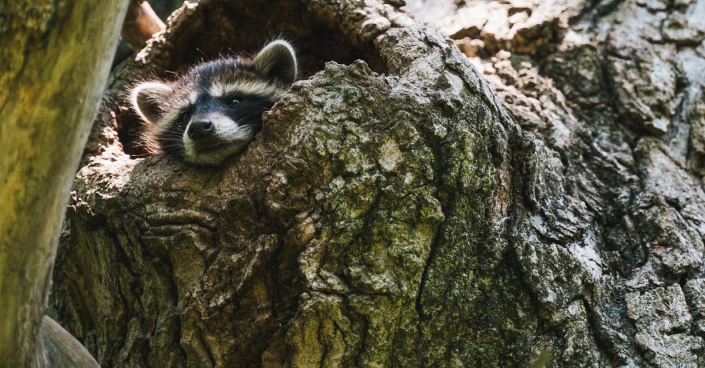 découvrez la beauté et la diversité de la faune sauvage à travers des articles, photos et conseils pour observer les animaux dans leur habitat naturel.