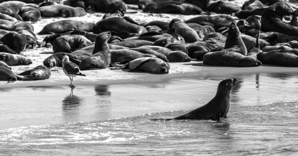 Découvrir le capecross et les otaries en namibie : une aventure incontournable 2 découvrez capecross sea lions, une expérience unique d'aventure marine où vous pourrez observer de près les lions de mer dans leur habitat naturel.